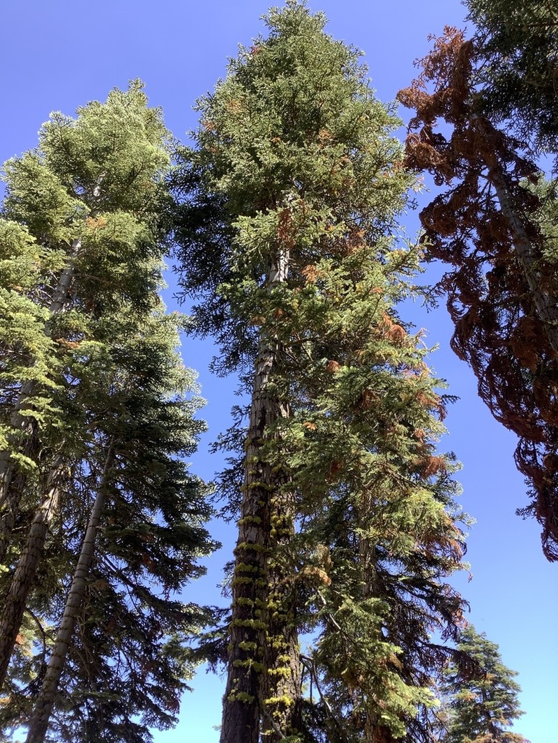 fir dwarf mistletoe photo 7