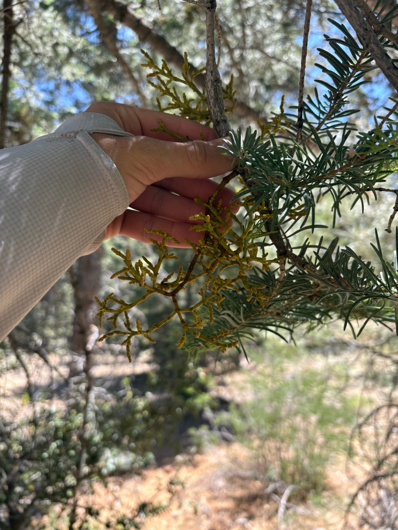 Arceuthobium abietinum var. abietinum
