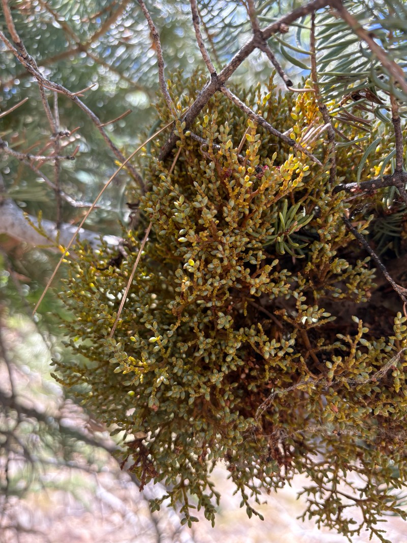 Arceuthobium abietinum var. abietinum photo 2