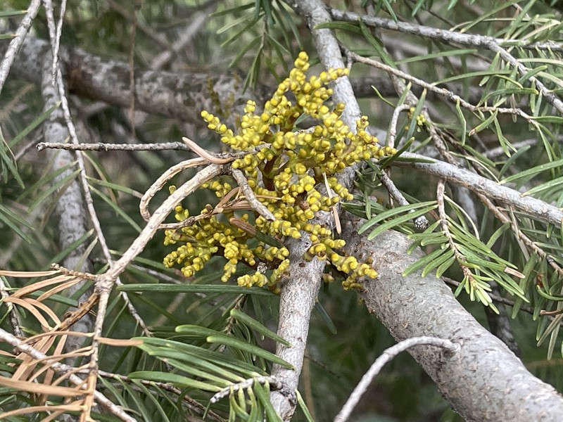 Arceuthobium abietinum var. abietinum photo 3
