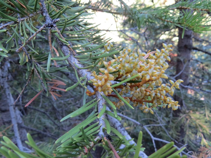 Arceuthobium abietinum var. abietinum photo 5