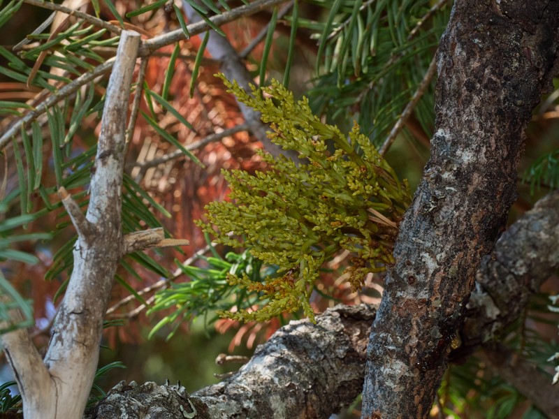Arceuthobium abietinum var. abietinum photo 6