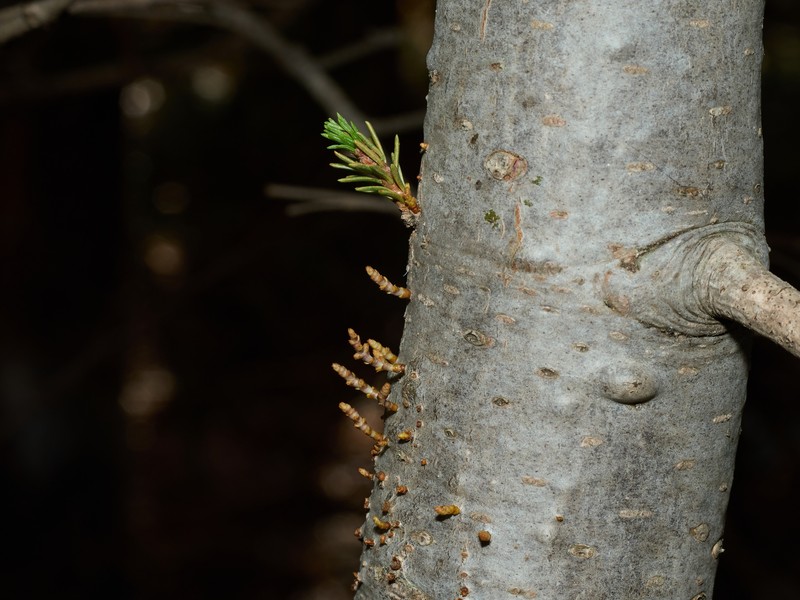 Arceuthobium abietinum var. abietinum photo 7