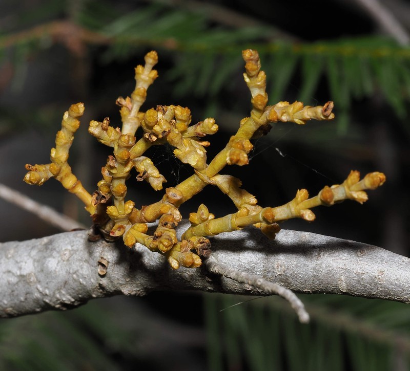 Arceuthobium abietinum var. abietinum photo 8