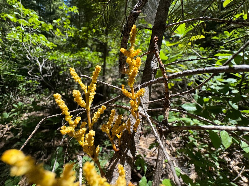 Arceuthobium abietinum var. grandae