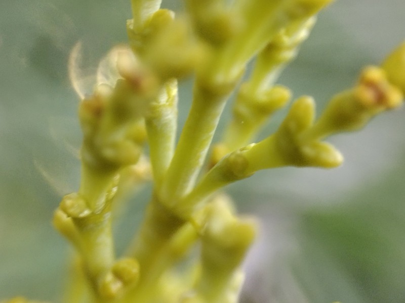 Arceuthobium abietinum var. grandae photo 2
