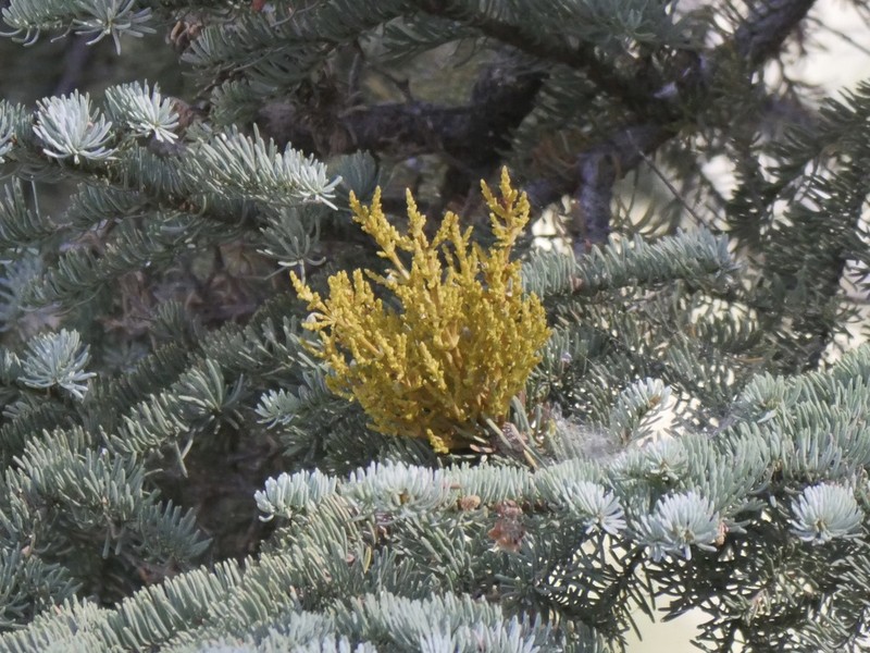 Arceuthobium abietinum var. magnificae