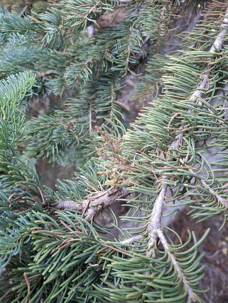 Arceuthobium abietinum var. magnificae photo 2