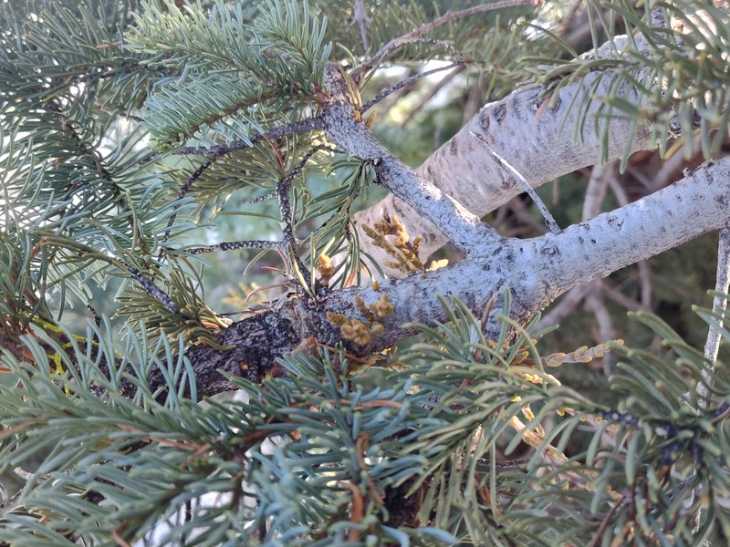 Arceuthobium abietinum var. magnificae photo 3