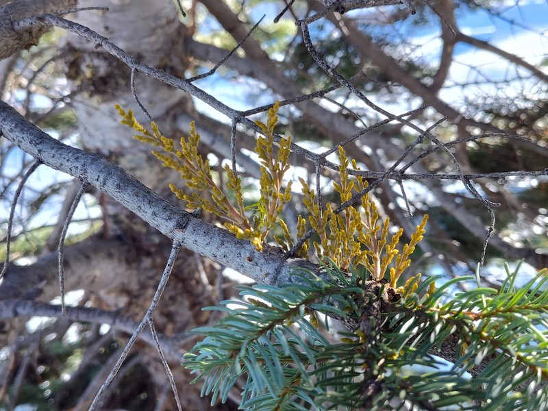 Arceuthobium abietinum var. magnificae photo 4
