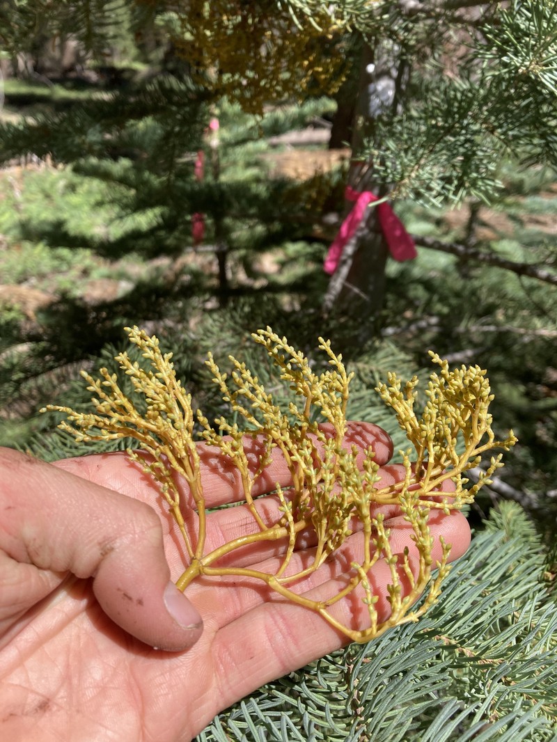Arceuthobium abietinum var. magnificae photo 6