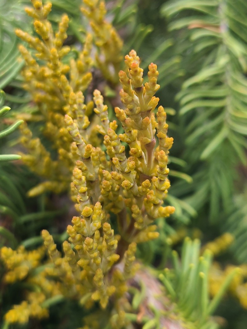 Arceuthobium abietinum var. magnificae photo 8