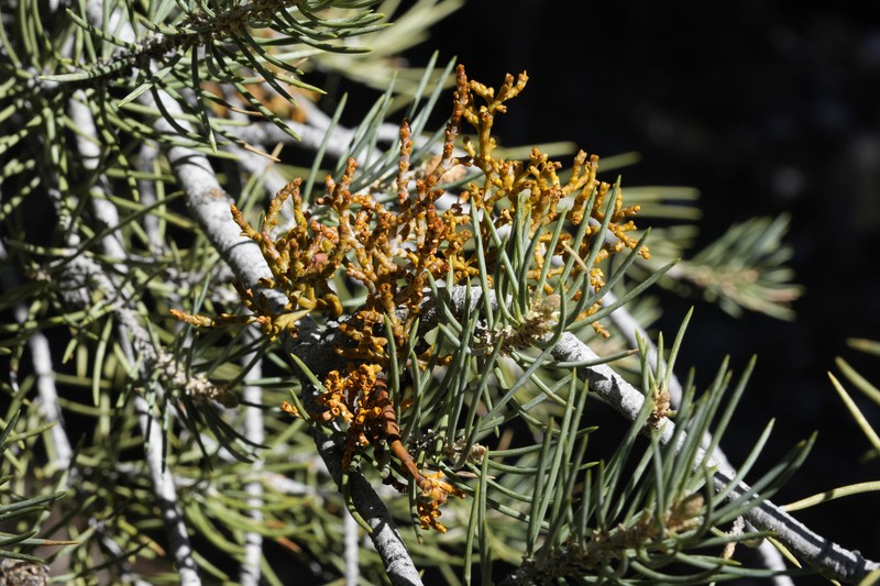 Arceuthobium abietinum var. mathiasenii