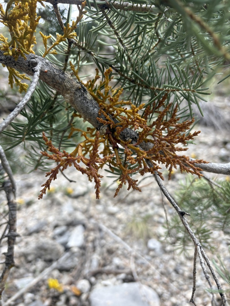 Arceuthobium abietinum var. mathiasenii photo 2