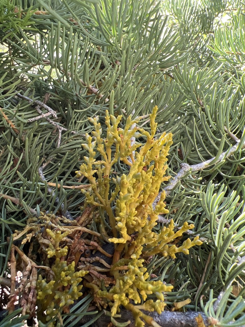 Arceuthobium abietinum var. mathiasenii photo 3