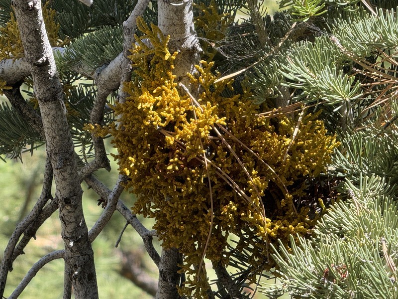 Arceuthobium abietinum var. mathiasenii photo 4
