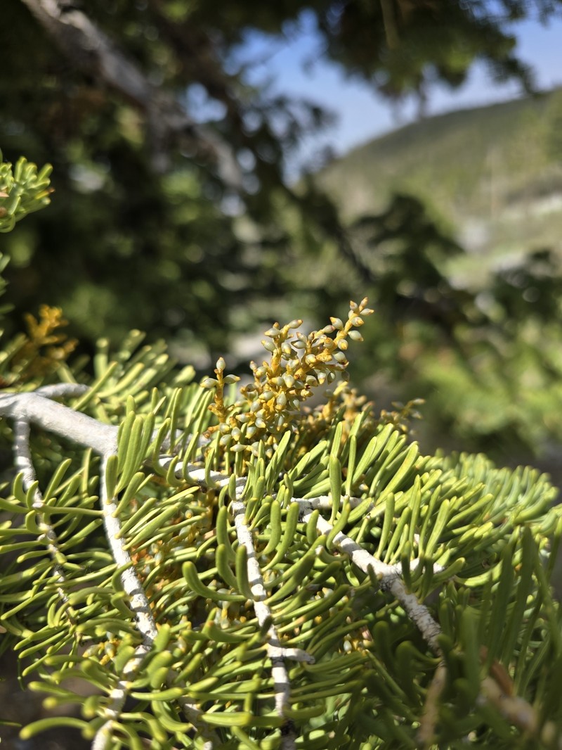 Arceuthobium abietinum var. mathiasenii photo 5