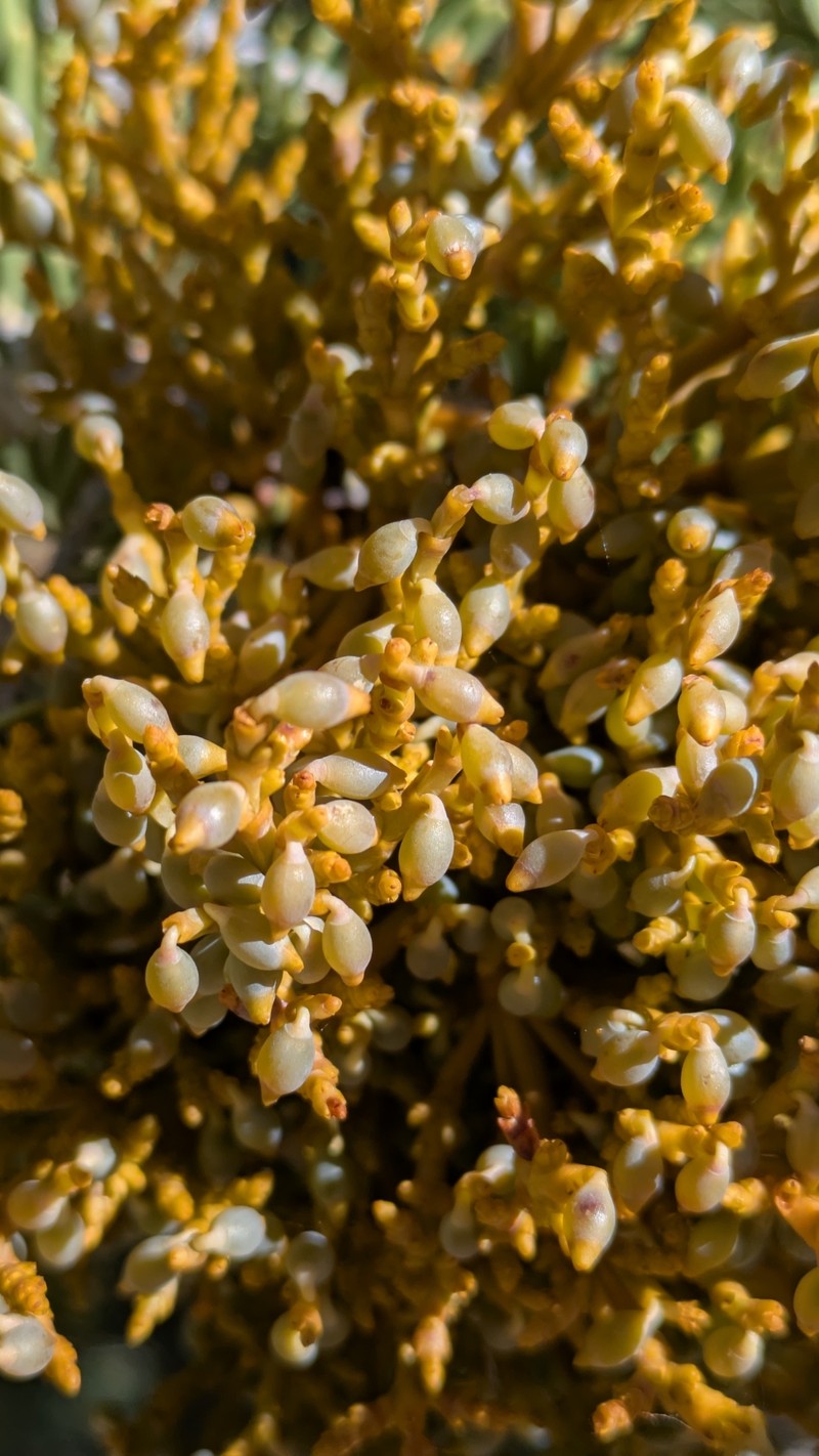 Arceuthobium abietinum var. mathiasenii photo 6