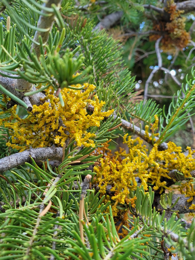 Arceuthobium abietinum var. mathiasenii photo 7
