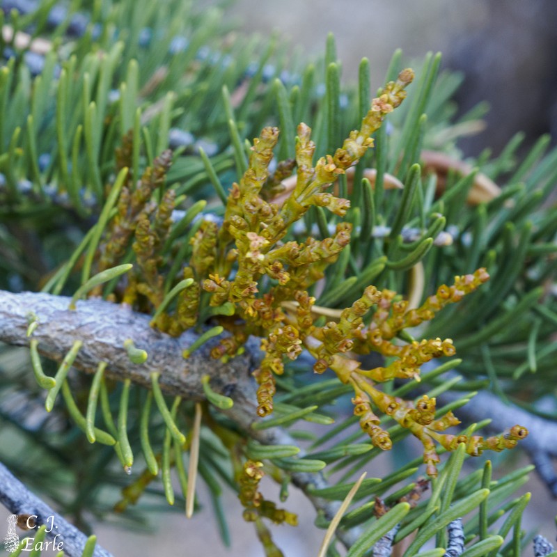 Arceuthobium abietinum var. mathiasenii photo 8