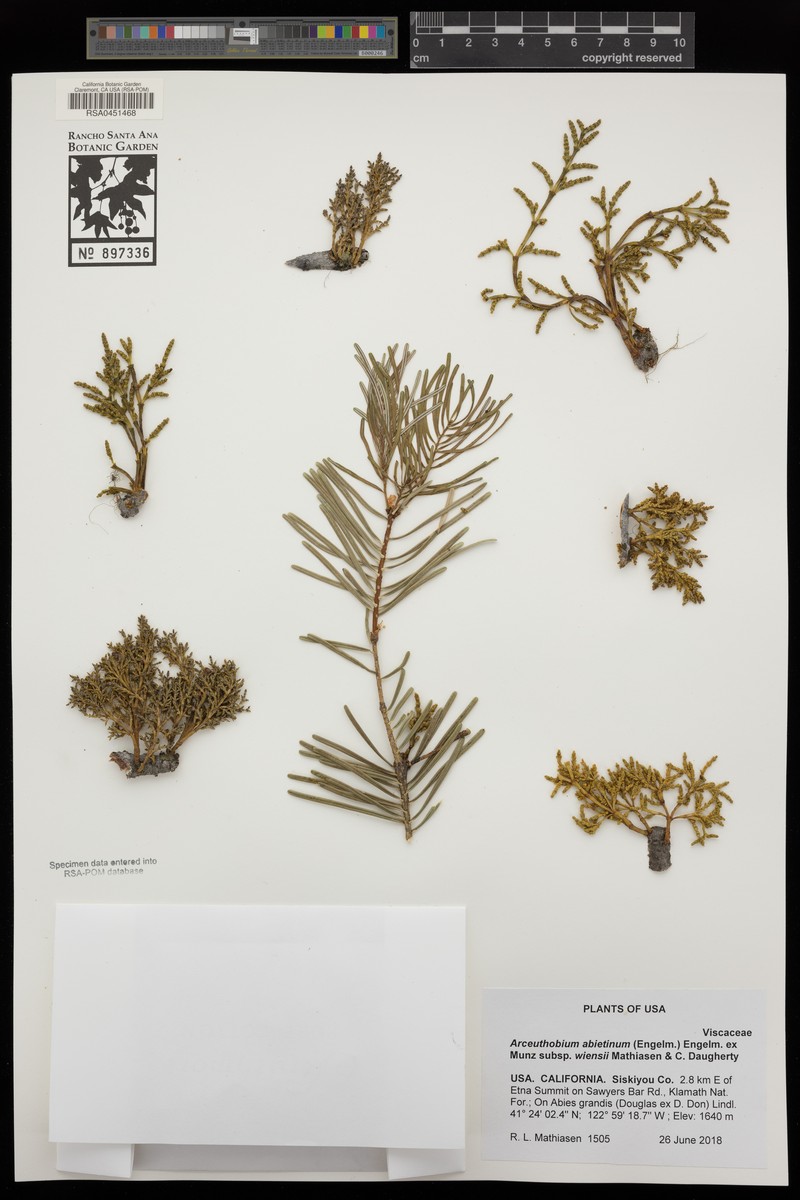 Arceuthobium abietinum var. wiensii photo 3