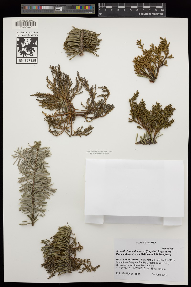 Arceuthobium abietinum var. wiensii photo 4