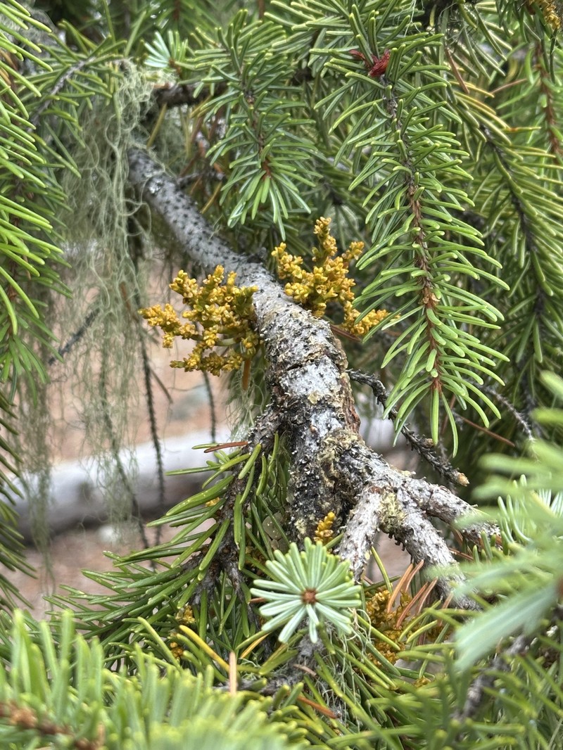 Arceuthobium abietinum var. wiensii
