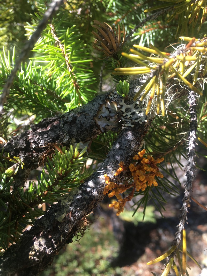 Arceuthobium abietinum var. wiensii photo 2