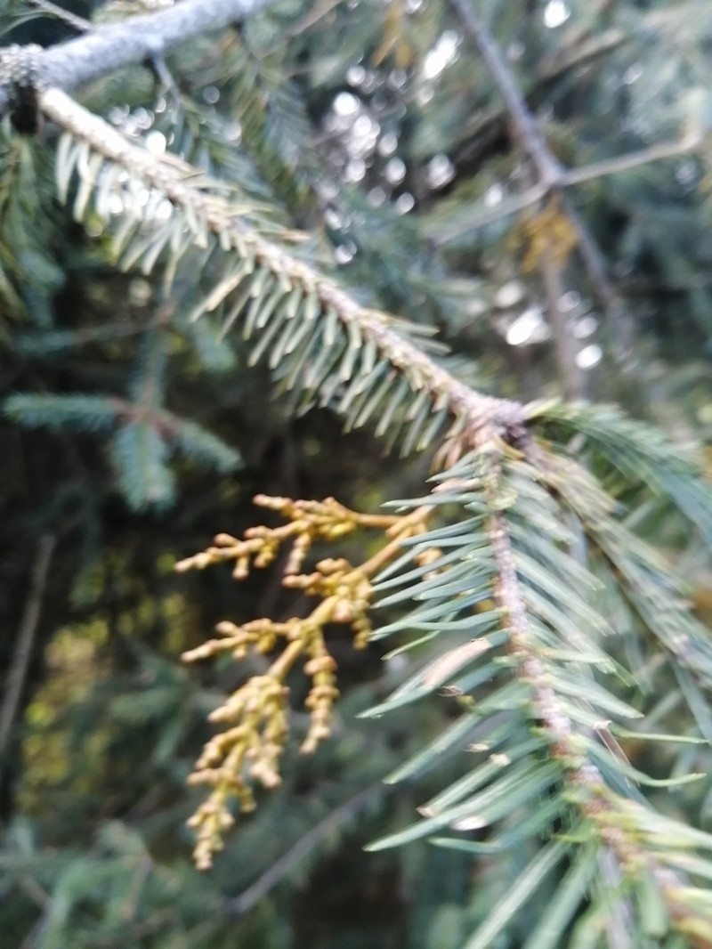 Arceuthobium abietis-religiosae