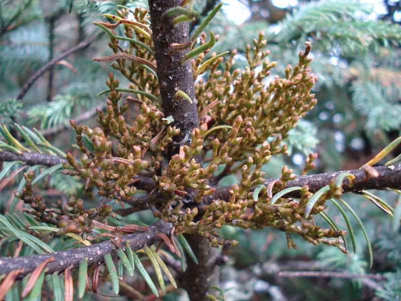 Arceuthobium abietis-religiosae photo 2