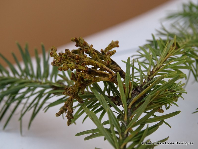 Arceuthobium abietis-religiosae photo 3