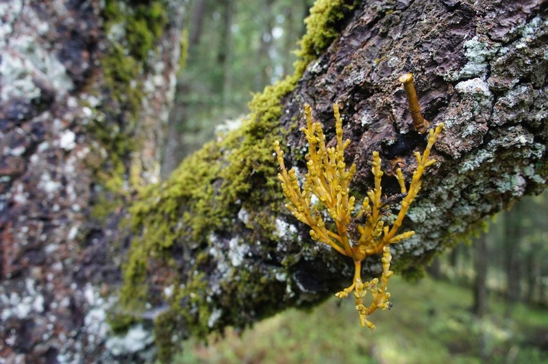 Arceuthobium abietis-religiosae photo 4