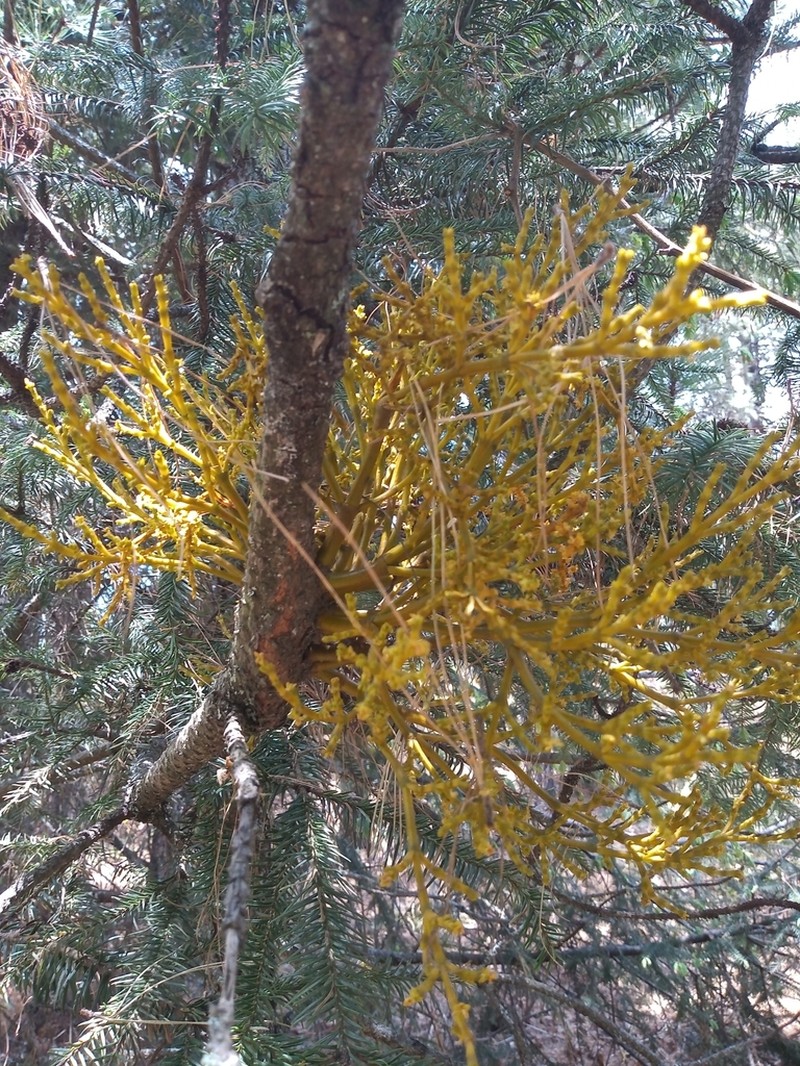 Arceuthobium abietis-religiosae photo 5