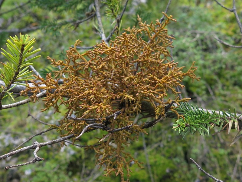 Arceuthobium abietis-religiosae photo 7