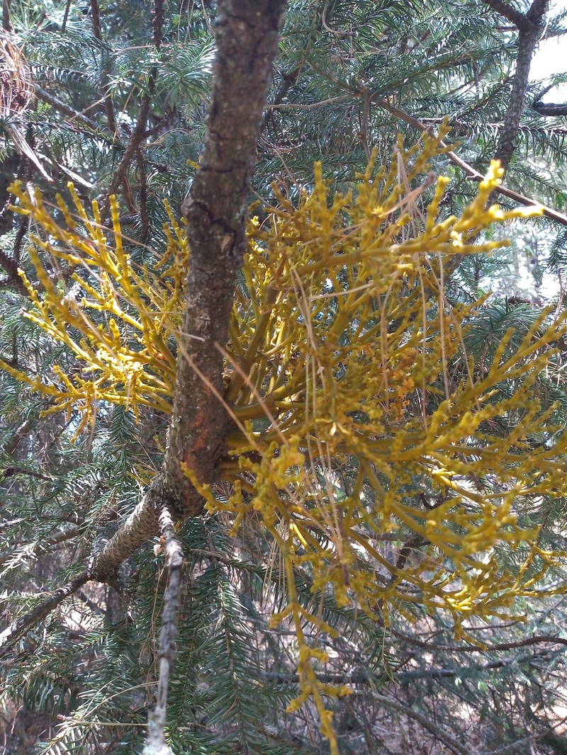 Arceuthobium abietis-religiosae photo 8