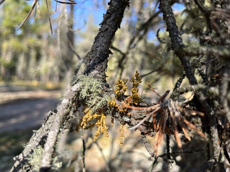 American Dwarf Mistletoe photo 2