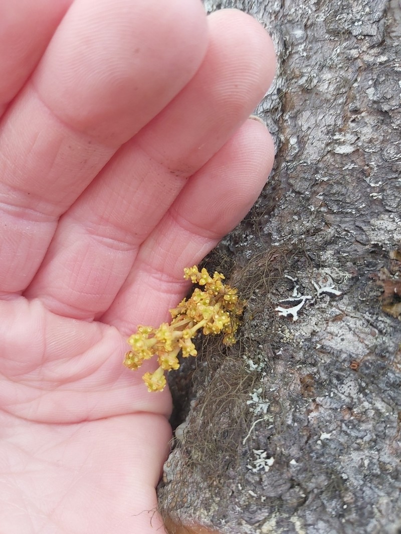 American Dwarf Mistletoe photo 3