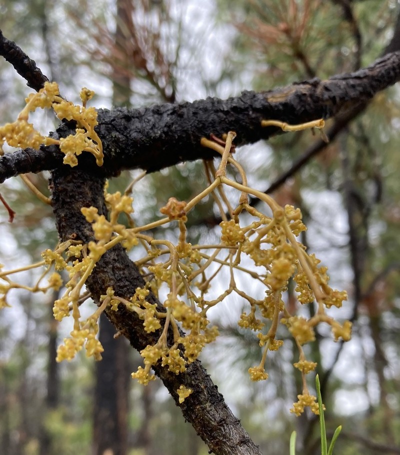 American Dwarf Mistletoe photo 4