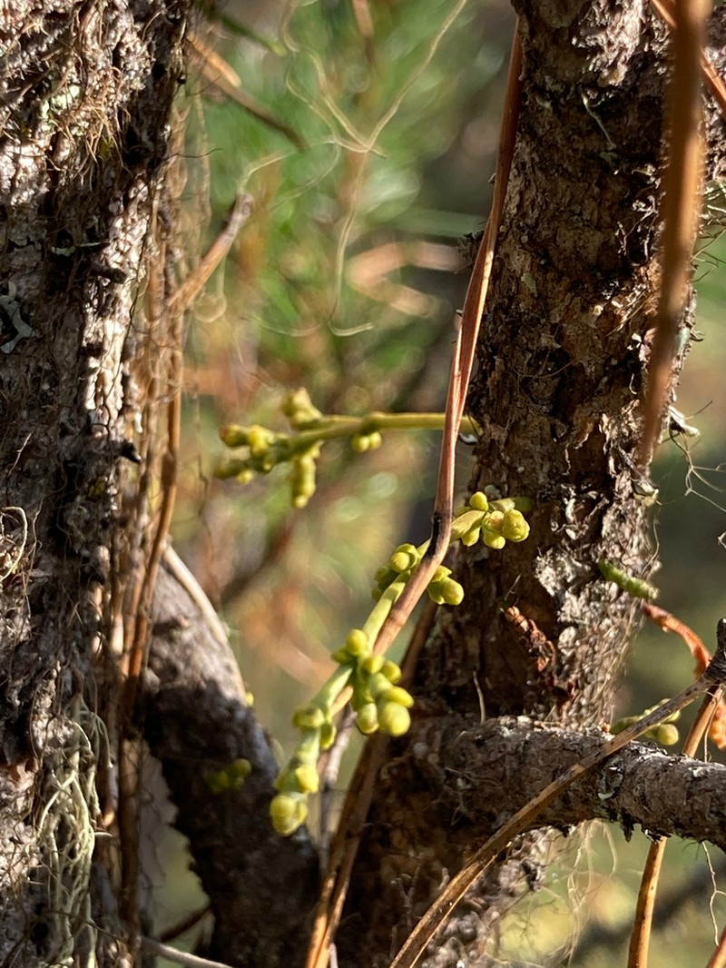 American Dwarf Mistletoe photo 5
