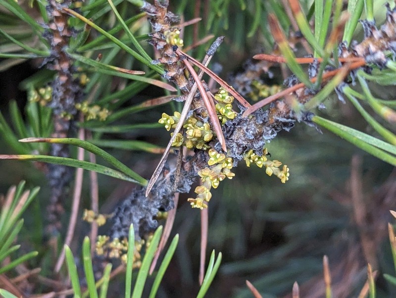 American Dwarf Mistletoe photo 6