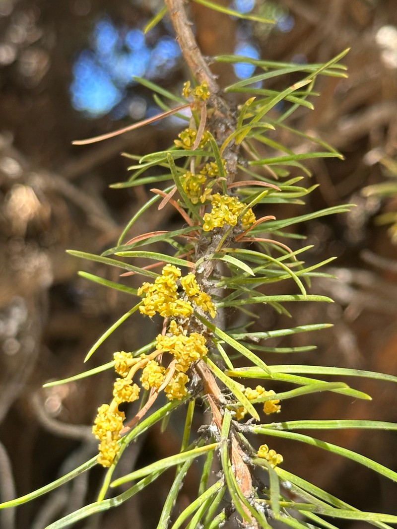 American Dwarf Mistletoe photo 7