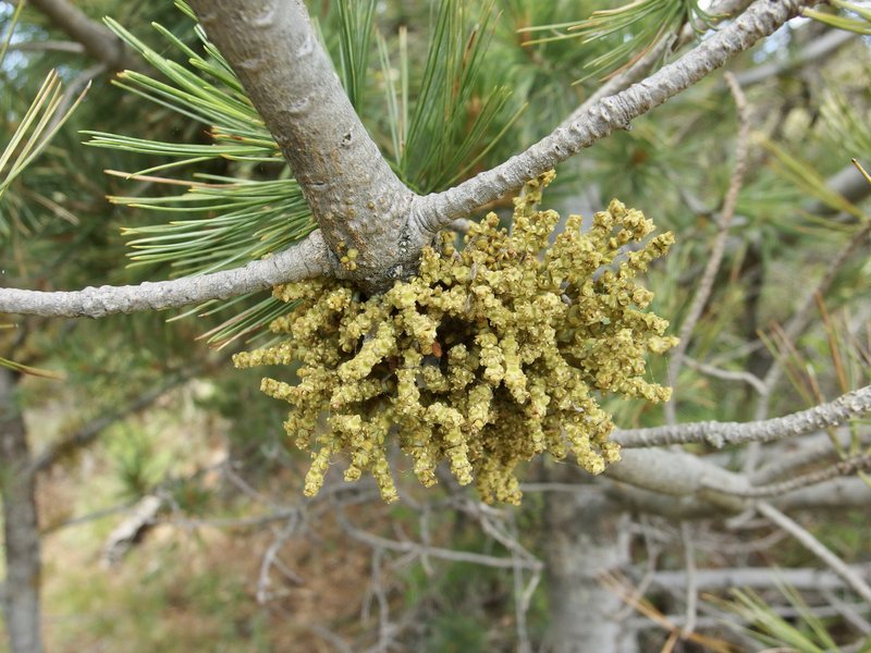 Apache Dwarf Mistletoe