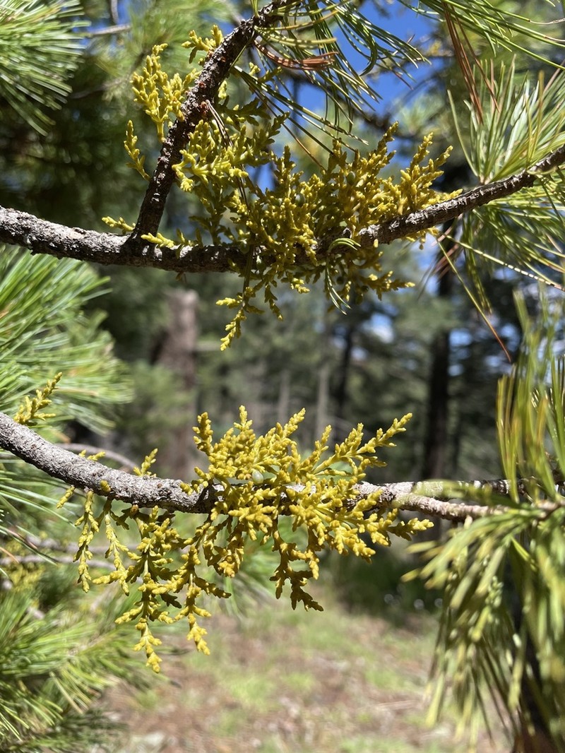 Apache Dwarf Mistletoe photo 2