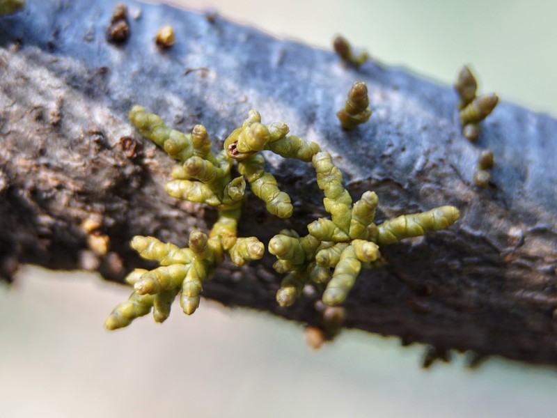 Apache Dwarf Mistletoe photo 3