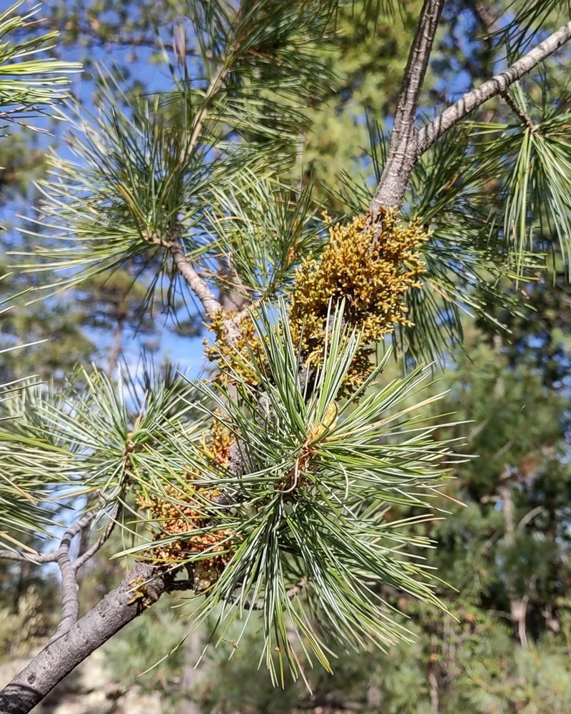 Apache Dwarf Mistletoe photo 4