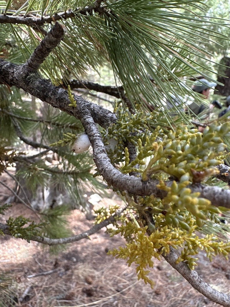 Apache Dwarf Mistletoe photo 5