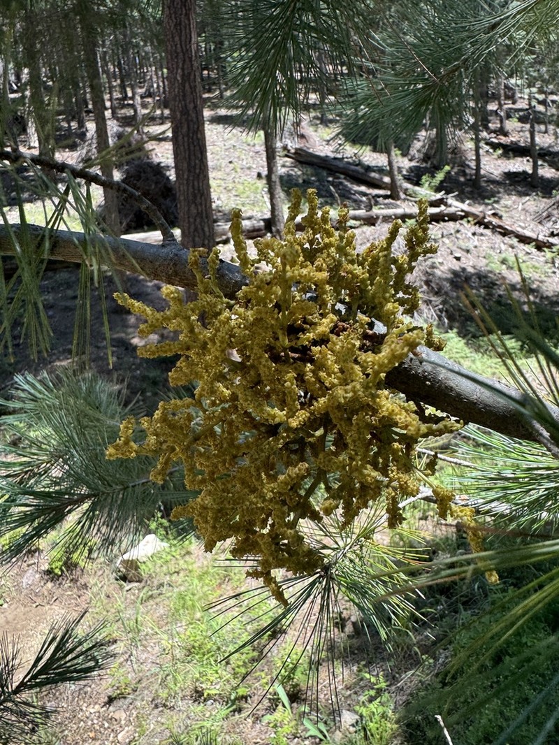 Apache Dwarf Mistletoe photo 6