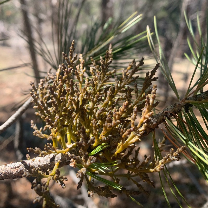 Apache Dwarf Mistletoe photo 7
