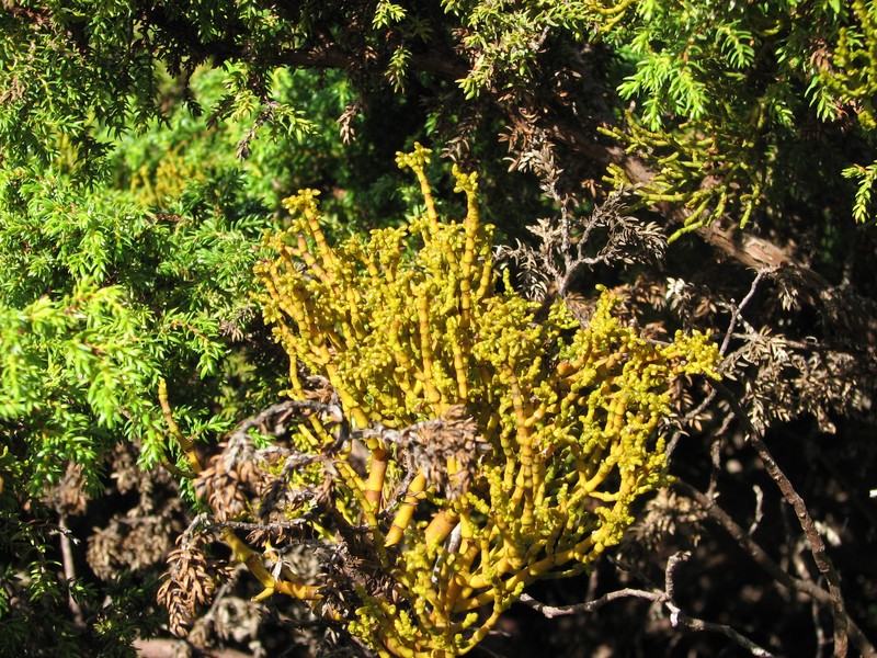 Arceuthobium azoricum