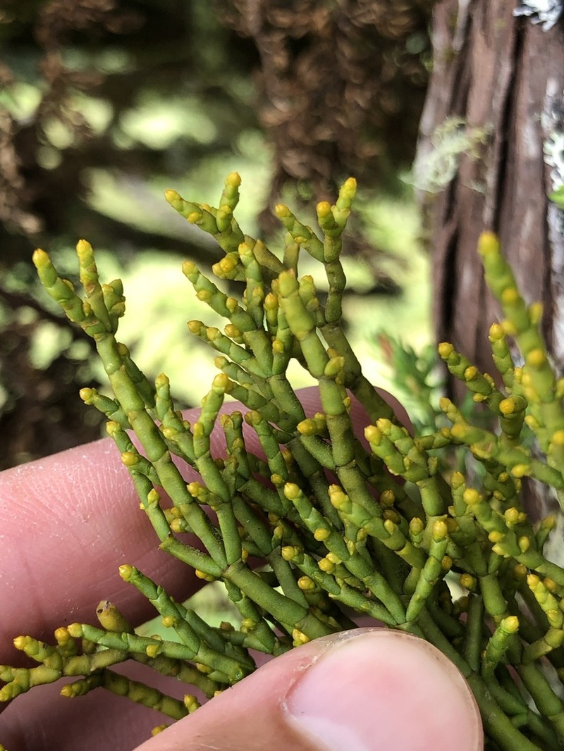 Arceuthobium azoricum photo 2